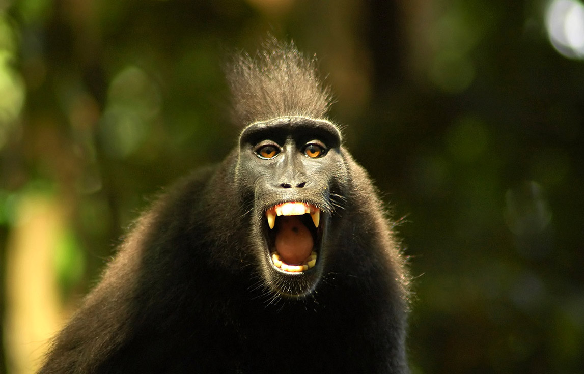 An excited Monkey